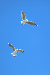 Rotschnabelmöwe / Red-billed gull / Larus scopulinus.
