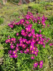 Obraz premium pink flowers in the garden
