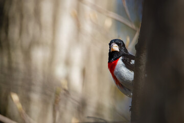 Rose-breasted Grosbeak (Pheucticus ludovicianus) also known as a Cut-throat perched on a tree branch during spring. Selective focus, background blur and foreground blur.
