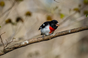 Rose-breasted Grosbeak (Pheucticus ludovicianus) also known as a Cut-throat perched on a tree branch during spring. Selective focus, background blur and foreground blur.
