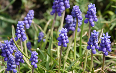 Flowers Muscari Armenian
