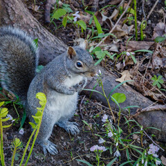 Wild Eastern gray squirrel (Sciurus carolinensis) standing on two legs looking for danger during spring. Selective focus, background blur and foreground blur.
