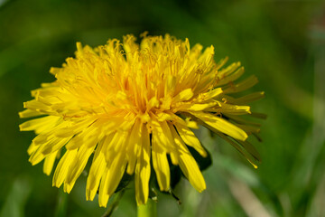 Close up of yellow dandelion flower. Macro nature photo