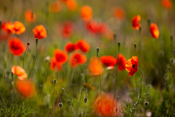 Poppy Impressions