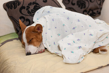Little Basenji puppy sweet sleep under  bed-sheet
