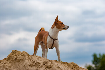 Basenji dog standing on a heap of sand and looking into the distance