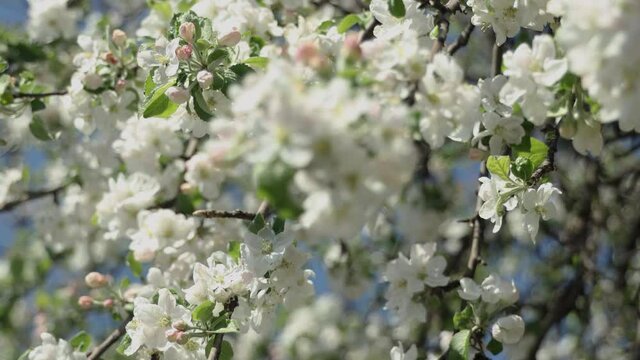 Spring apple flowers on apple branch trees blossom