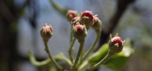 Blooming Apple tree
