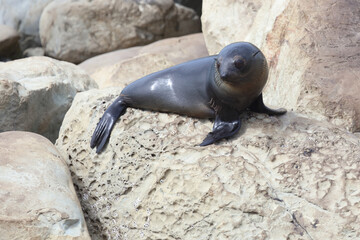 Neuseeländischer Seebär / New Zealand fur seal / Arctocephalus forsteri.