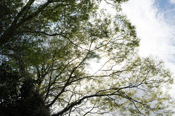 spring leaf