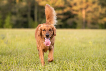 Golden Retriever dog enjoying outdoors at a large grass field at sunset, beautiful golden light