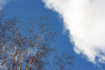 birch branches and clouds