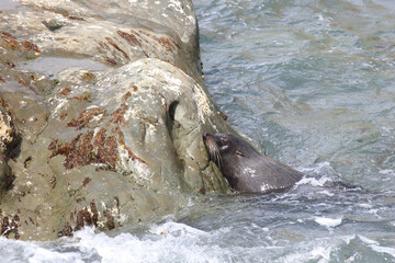 Neuseeländischer Seebär / New Zealand fur seal / Arctocephalus forsteri
