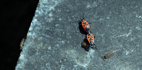 Beetle soldier mates