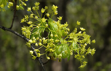 Norway maple tree spring flowering