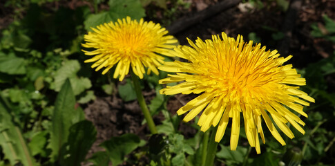 Wildflowers Dandelions