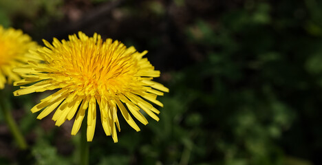 Wildflowers Dandelions