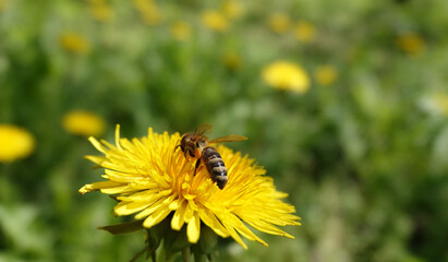 Wildflowers Dandelions