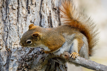 American Red Squirrel (Tamiasciurus hudsonicus) sitting on a tree branch during spring. Selective focus, background blur and foreground blur
