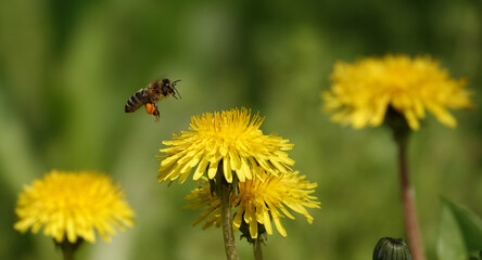 Wildflowers Dandelions