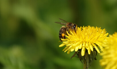 Wildflowers Dandelions