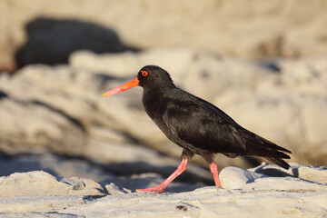 Neuseeländischer Austernfischer / Variable oystercatcher / Haematopus unicolor