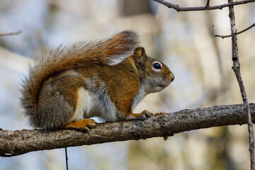 American Red Squirrel (Tamiasciurus hudsonicus) sitting on a tree branch during spring. Selective focus, background blur and foreground blur
