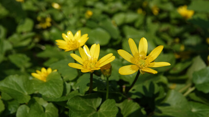Obraz premium Spring flowers Chistyak