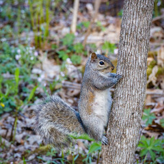 Close up of an Eastern gray squirrel (Sciurus carolinensis) looking from a tree trunk during spring. Selective focus, background and foreground blur.
