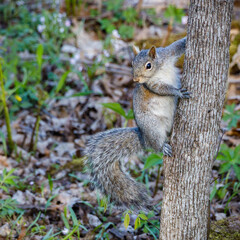 Close up of an Eastern gray squirrel (Sciurus carolinensis) looking from a tree trunk during spring. Selective focus, background and foreground blur.  © Aaron J Hill
