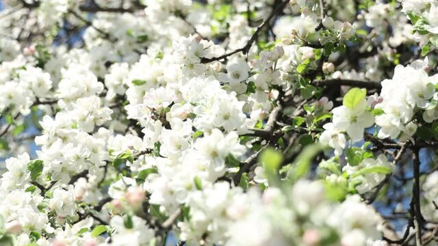 Spring apple flowers on apple branch trees blossom
