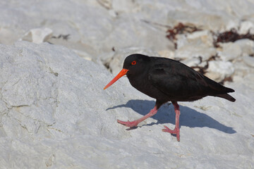 Neuseeländischer Austernfischer / Variable oystercatcher / Haematopus unicolor