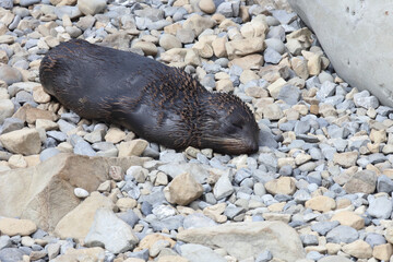Neuseeländischer Seebär / New Zealand fur seal / Arctocephalus forsteri.