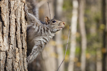 Close up of an Eastern gray squirrel (Sciurus carolinensis) looking from a tree trunk during spring. Selective focus, background and foreground blur.
