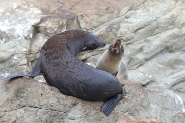 Obraz premium Neuseeländischer Seebär / New Zealand fur seal / Arctocephalus forsteri.