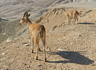 Nubian ibex, (Capra nubiana sinaitica) in mountains in Negev desert of southern Israel