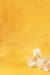 Fototapeta na wymiar Natural yellow background with white flowers. Mockup for cosmetic products. Front view, Copy space for text.