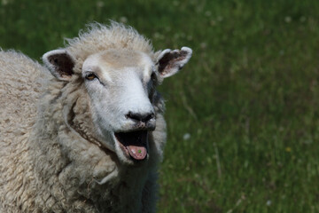 Fototapeta premium Romneyschaf / Romney sheep / Ovis