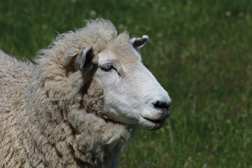 Romneyschaf / Romney sheep / Ovis