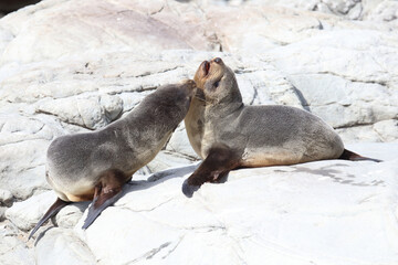 Obraz premium Neuseeländischer Seebär / New Zealand fur seal / Arctocephalus forsteri..