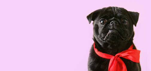 Portrait cute little black pug dog wearing red bow looking at camera banner on studio background. Funny pet puppy with copy space for text.