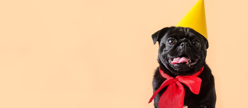 Portrait cute little black pug dog wearing birthday costume with hat and red bow banner looking at camera on studio background. Funny pet puppy with copy space for text.