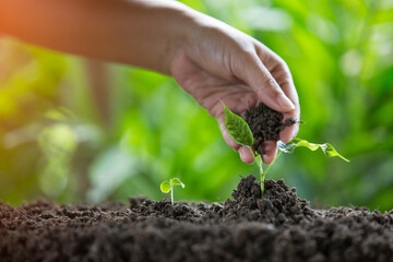 Hands of the farmer are planting the seedlings into the soil
