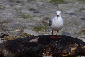 Rotschnabelmöwe / Red-billed gull / Larus scopulinus..