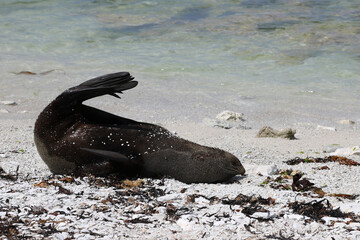 Neuseeländischer Seebär / New Zealand fur seal / Arctocephalus forsteri