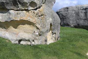 Romneyschaf / Romney sheep / Ovis.