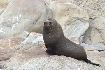 Neuseeländischer Seebär / New Zealand fur seal / Arctocephalus forsteri