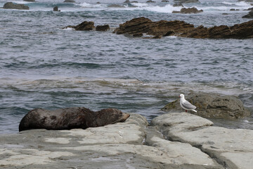 Rotschnabelmöwe und  Neuseeländischer Seebär / Red-billed gull and New Zealand fur seal / Larus scopulinus et Arctocephalus forsteri