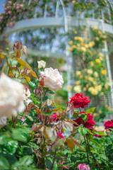 《花》薔薇　バラ