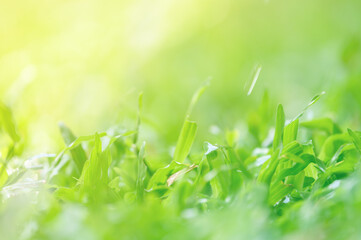 Drops of dew on green grass. Select focus and blurred background.Green nature background concep